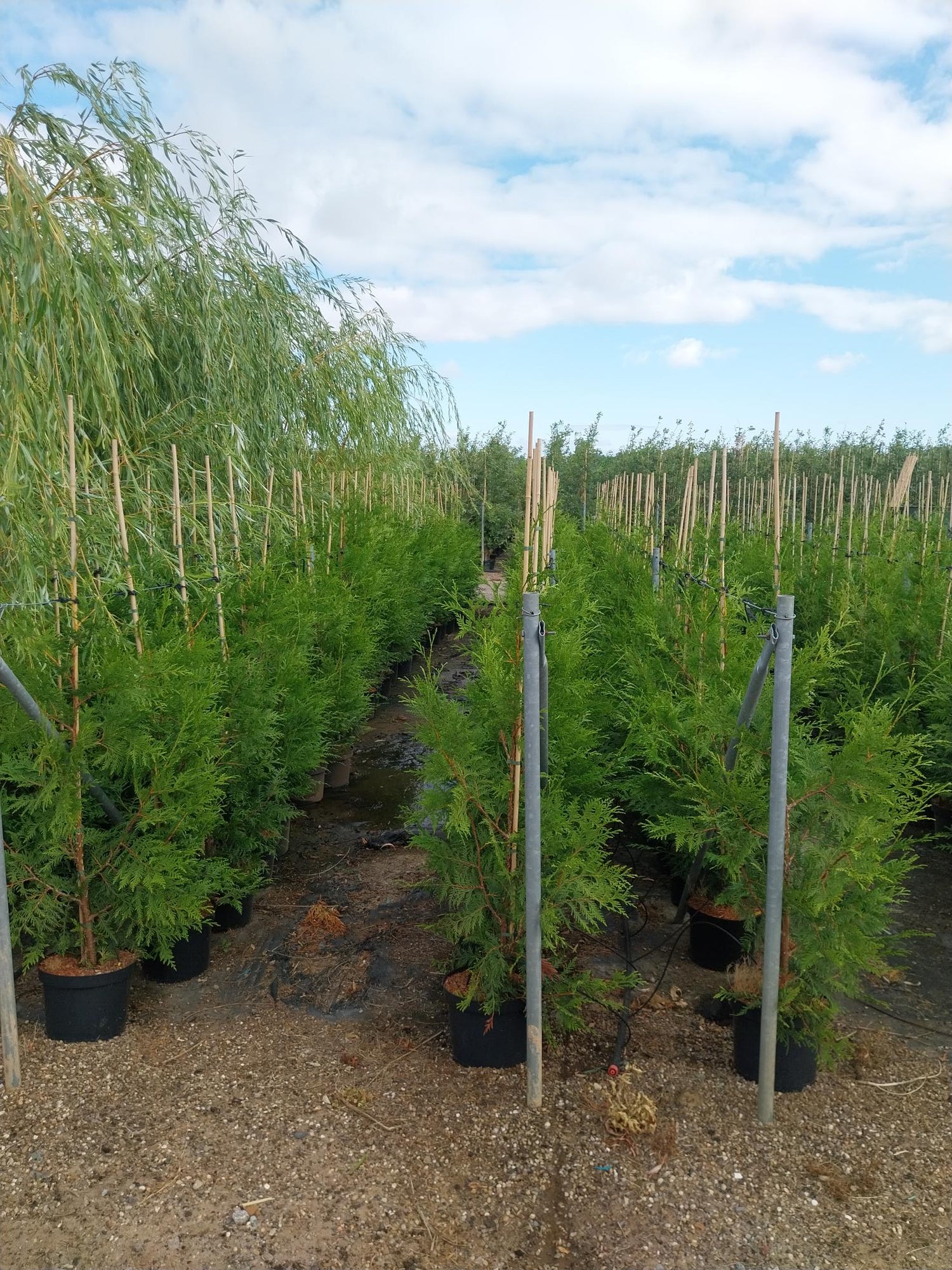 Thuja plicata &