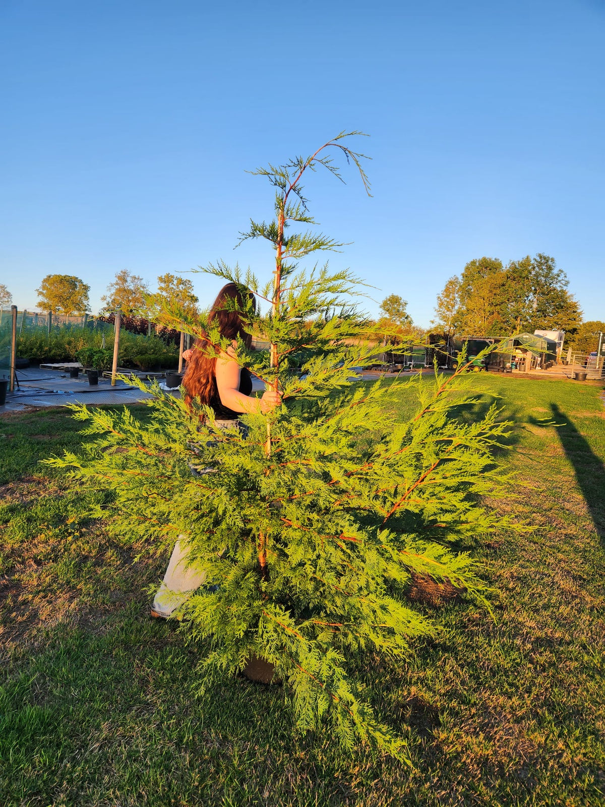 Leylandii Green (Cupressocyparis Leylandii) 180cm 10lt - Extra Wide