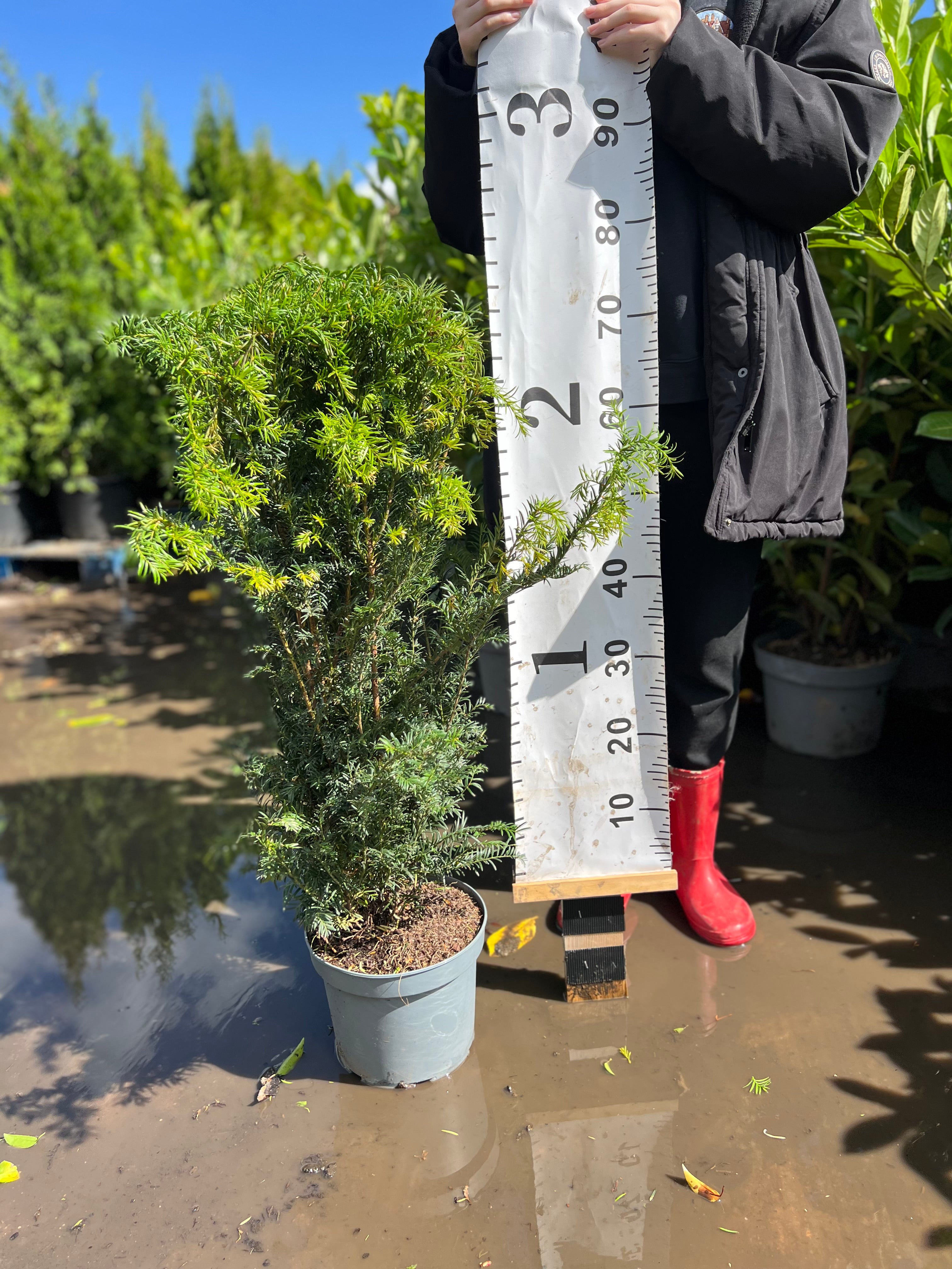 English Yew (Taxus Baccata) Potted 5 litre pot  60-80cm actual height without pot