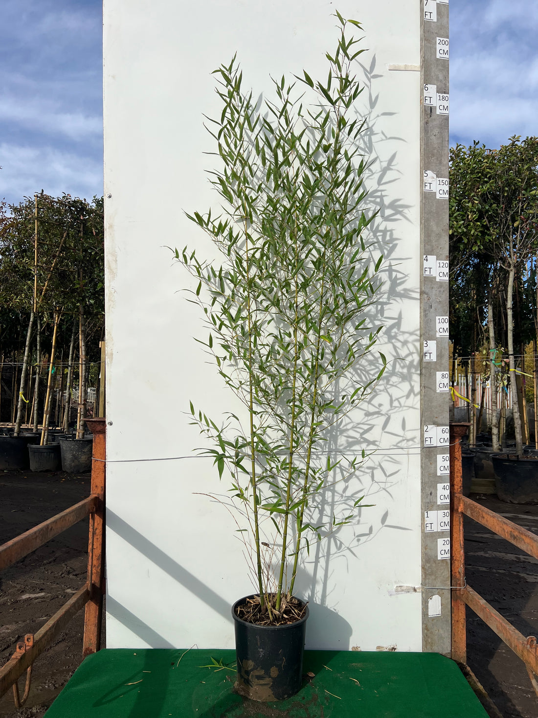 Phyllostachys Aurea (Golden Bamboo)