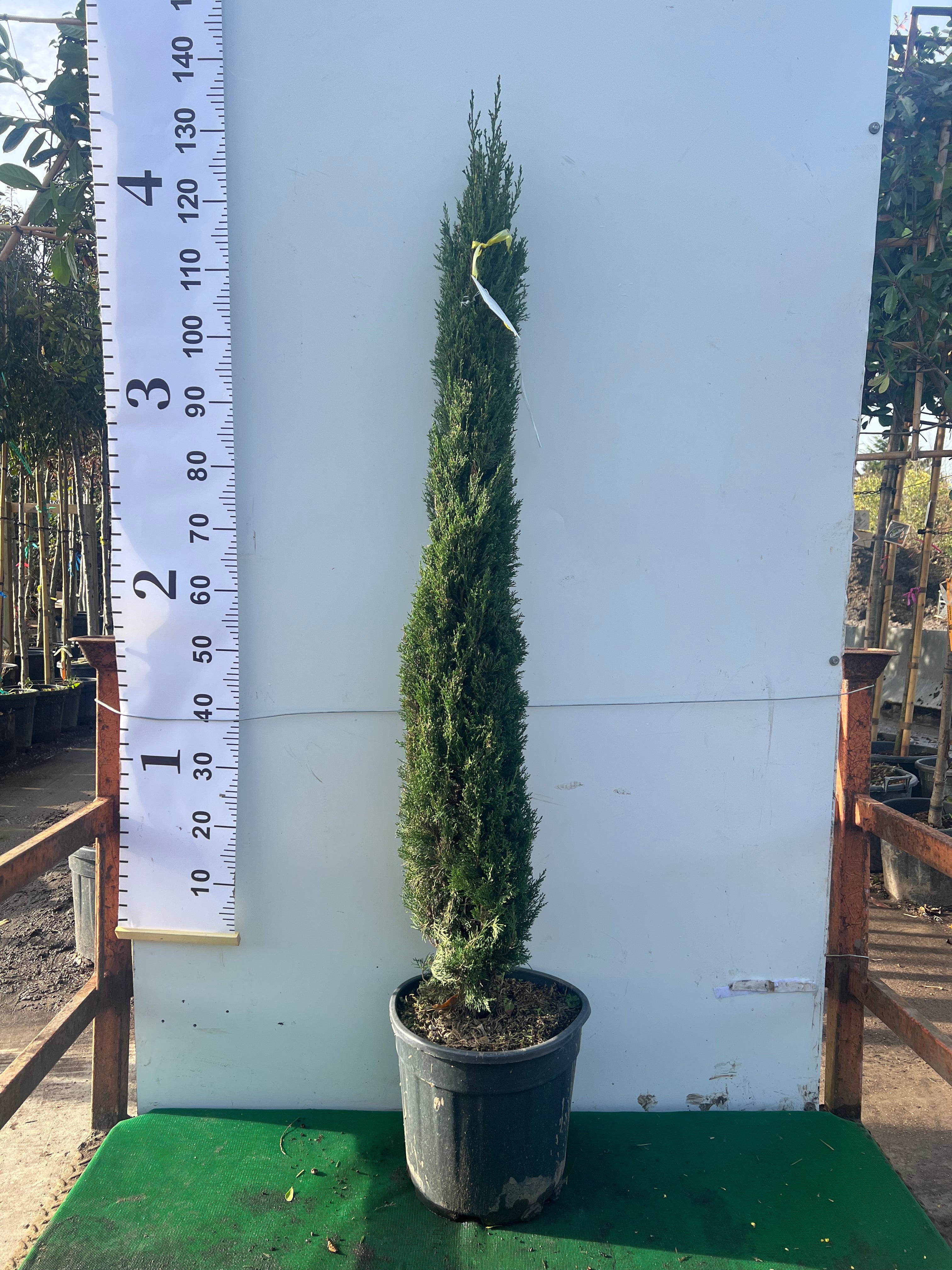 Italian Cypress Tree (Cupressus Semp. Pyramidalis)