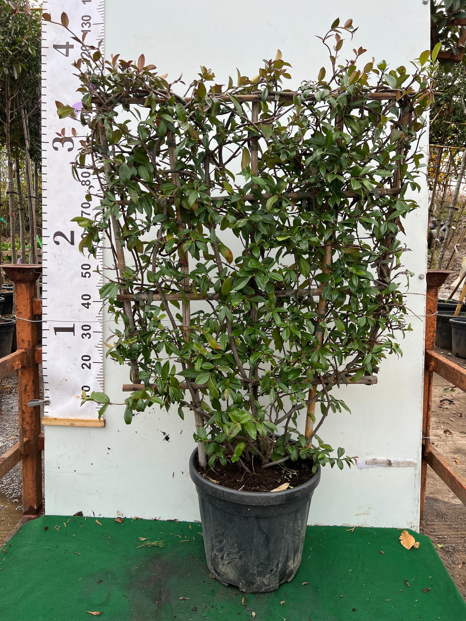 Star Jasmine (Trachelospermum Jasminoides) on 100x80cm Trellis