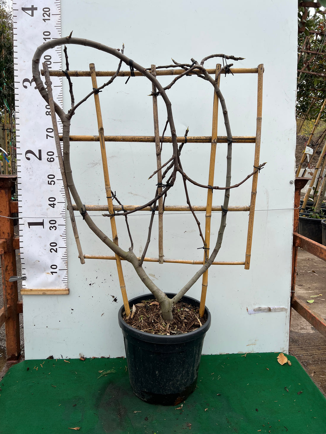 Fig (Ficus Carica) on 100x80cm Trellis