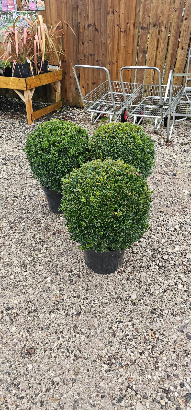Buxus Ball 50cm Diameter - Premium Topiary