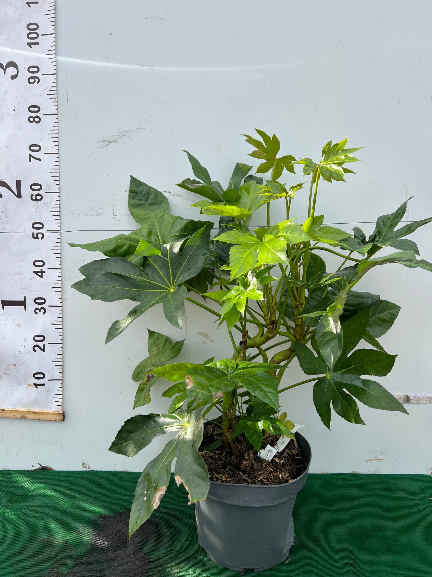 fatsia plant indoor care Fatsia Japonica 40-60cm – Hedging Supplies