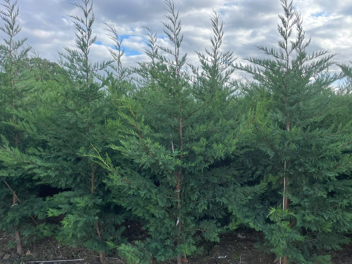 Leylandii Green (Cupressocyparis Leylandii) 250-300cm Rootball