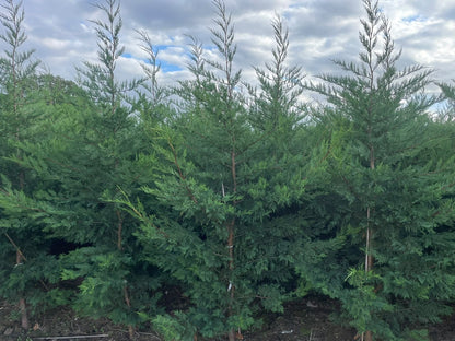 Leylandii Green (Cupressocyparis Leylandii) 250-300cm Rootball