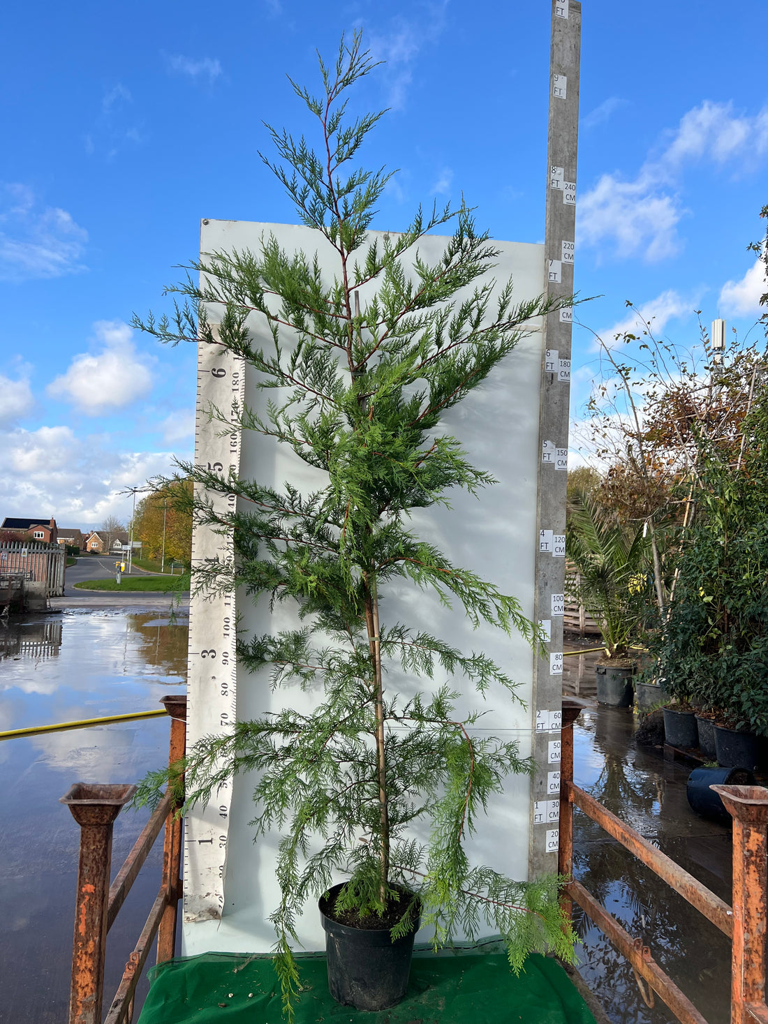 Leylandii Green (Cupressocyparis Leylandii) 250-300cm 15lt