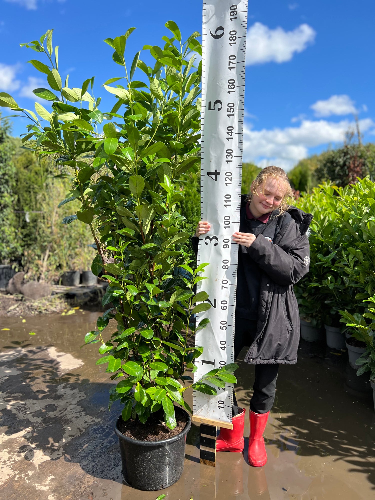 Cherry Laurel (Prunus Laurocerasus Rotundifolia) – 1.6–1.8m Planted Height | 20 Litre Pot