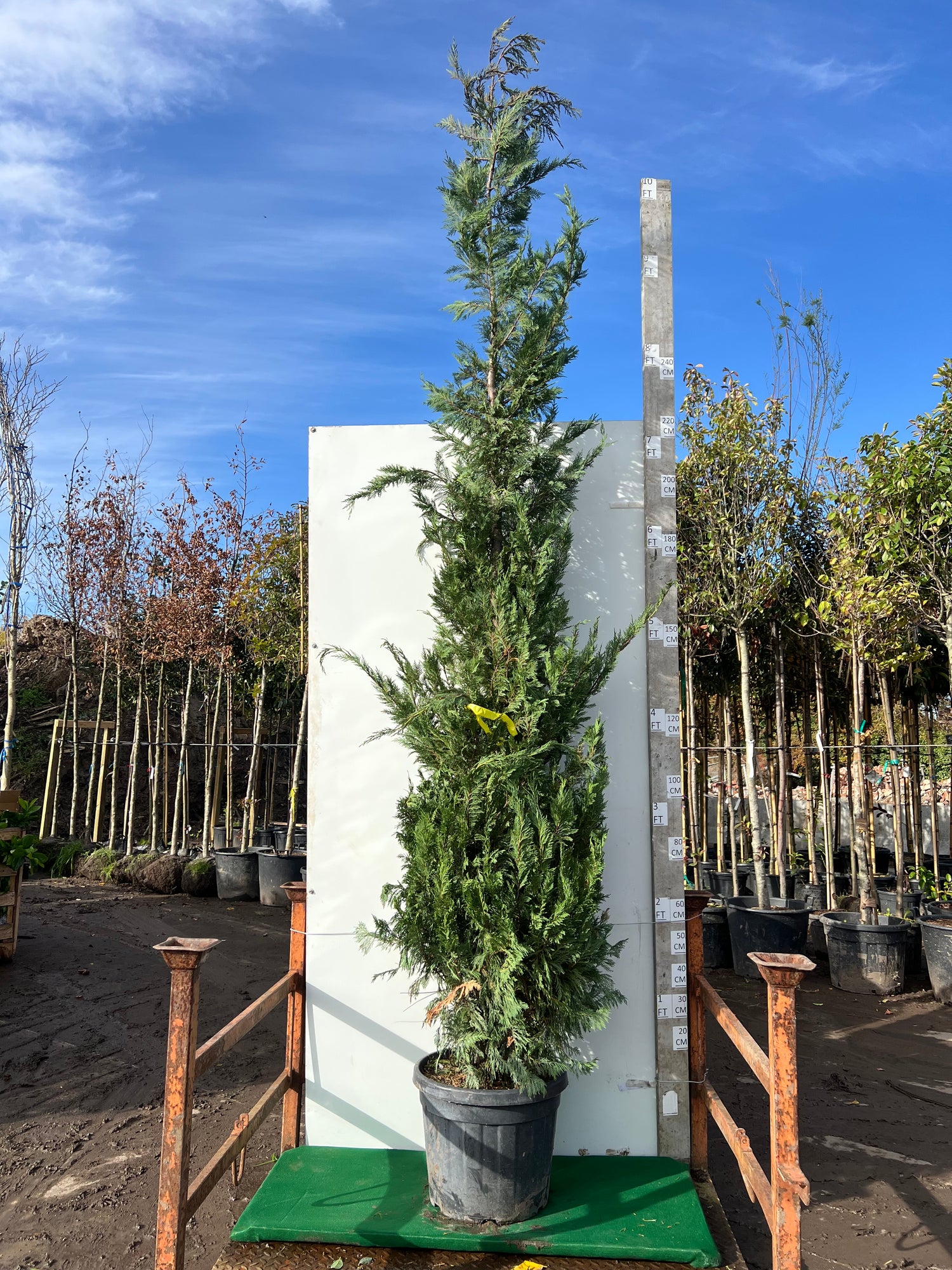 Leylandii Green (Cupressocyparis Leylandii) Potted