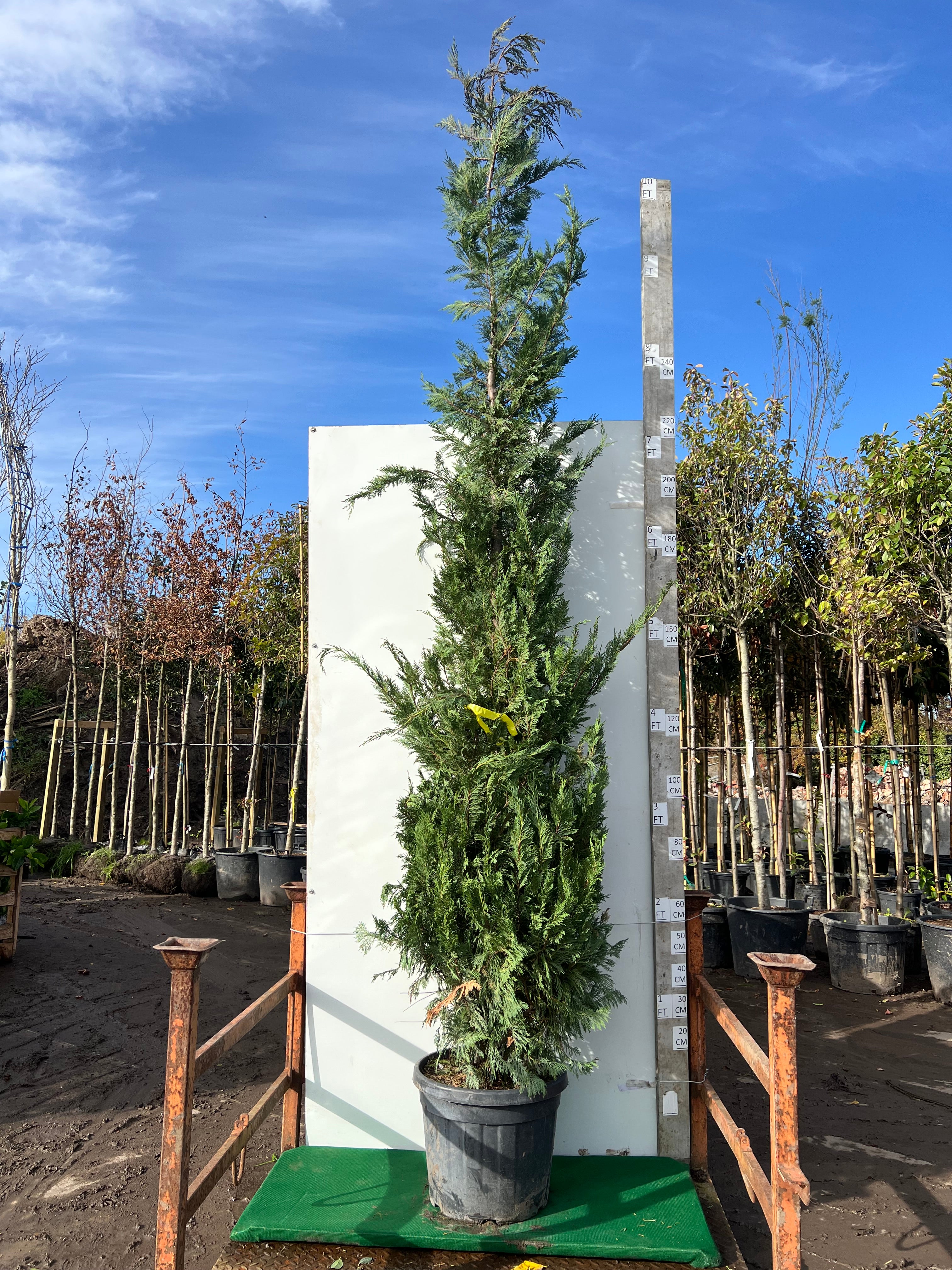 Leylandii Green (Cupressocyparis Leylandii) Potted