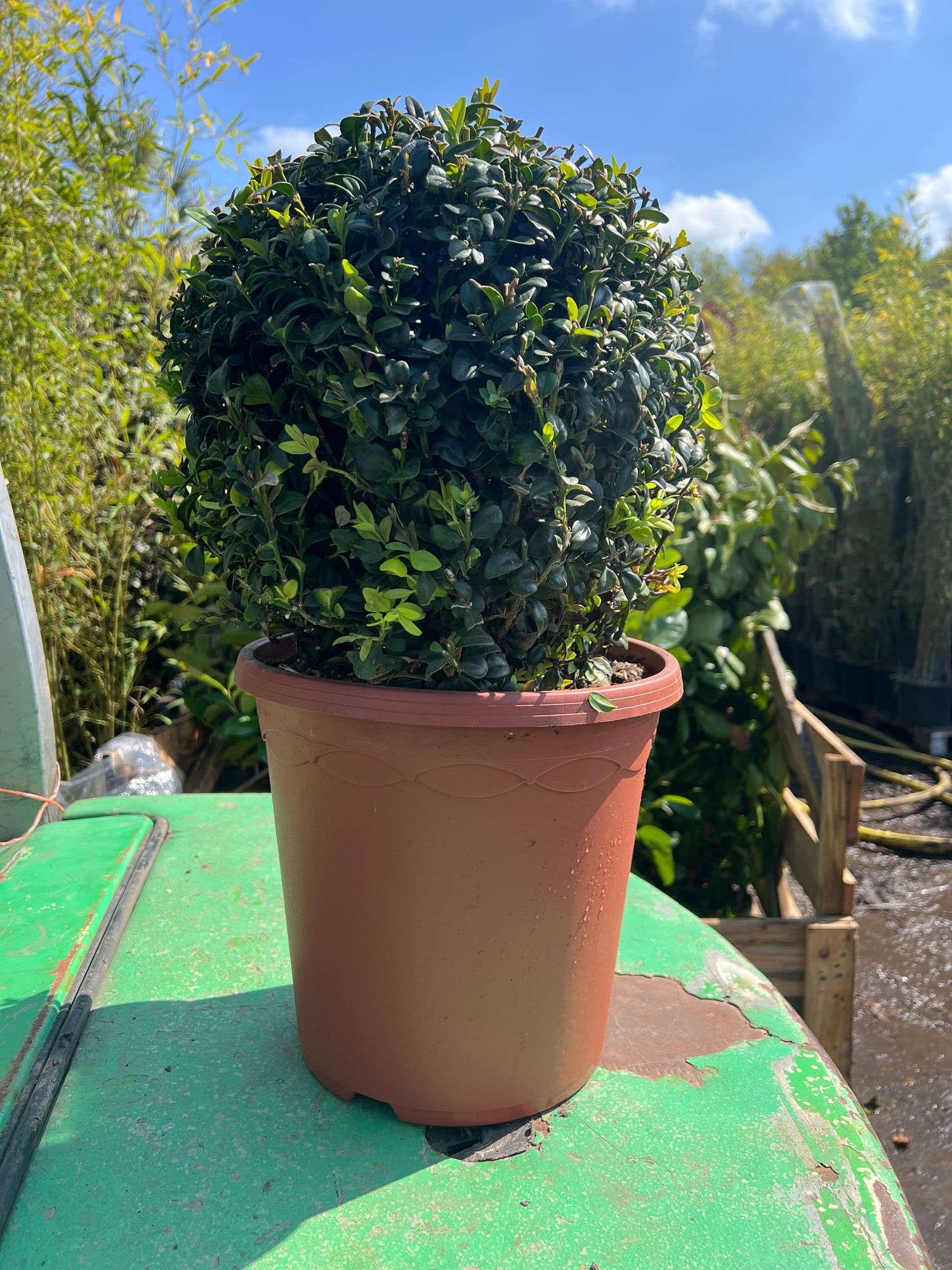 Buxus sempervirens Ball 30–35cm Diameter