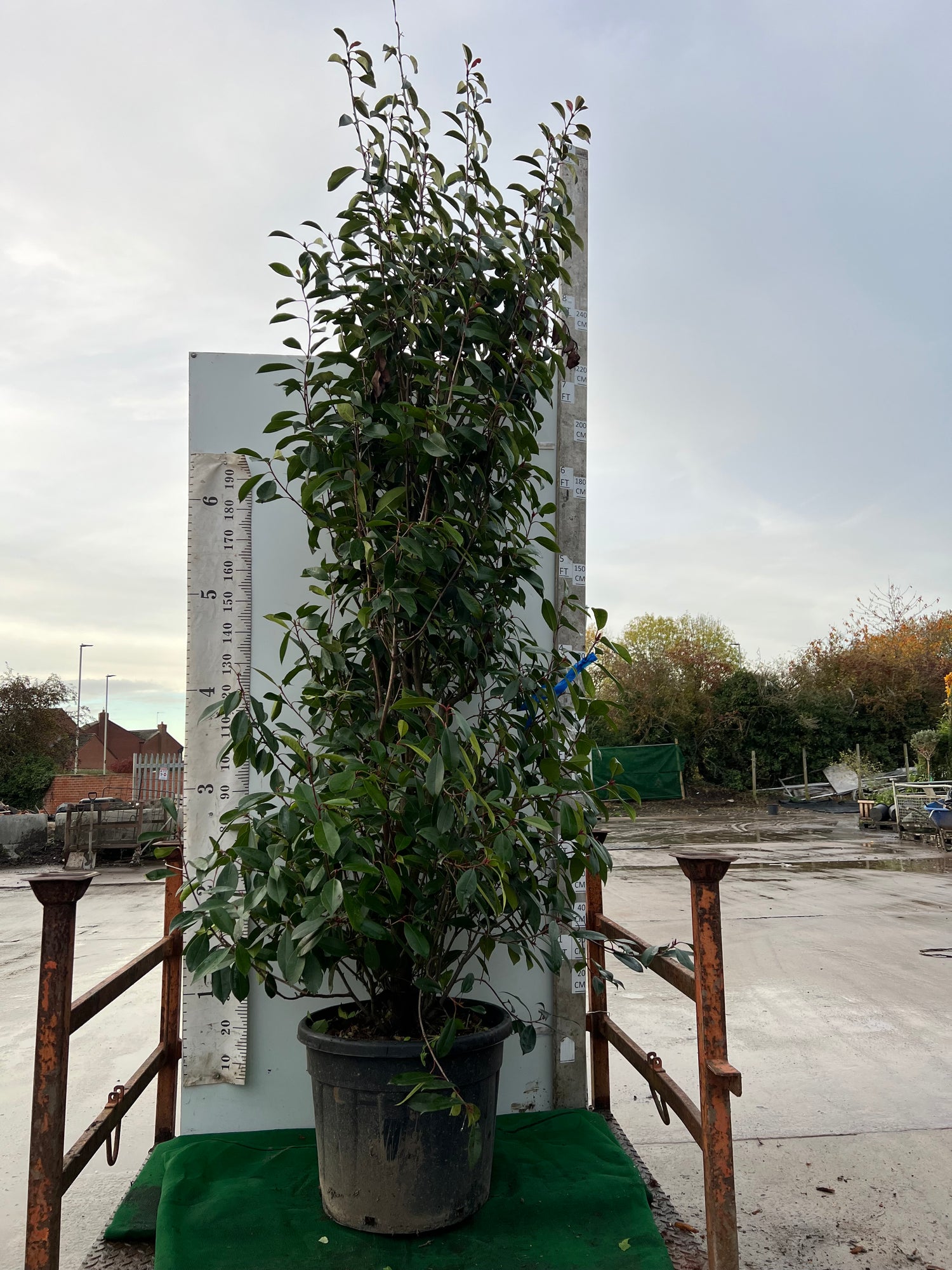Photinia Red Robin Hedging