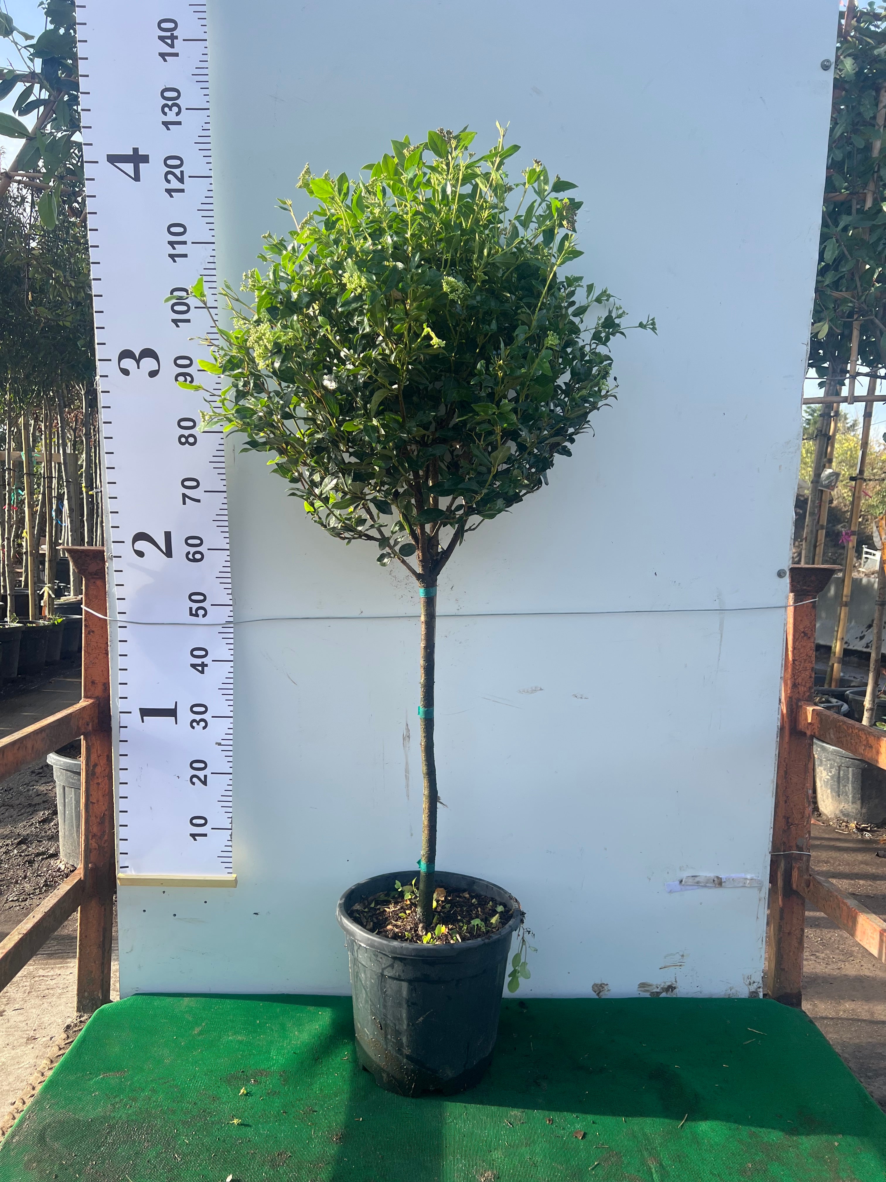 Viburnum Tinus Ball on Stem 120cm