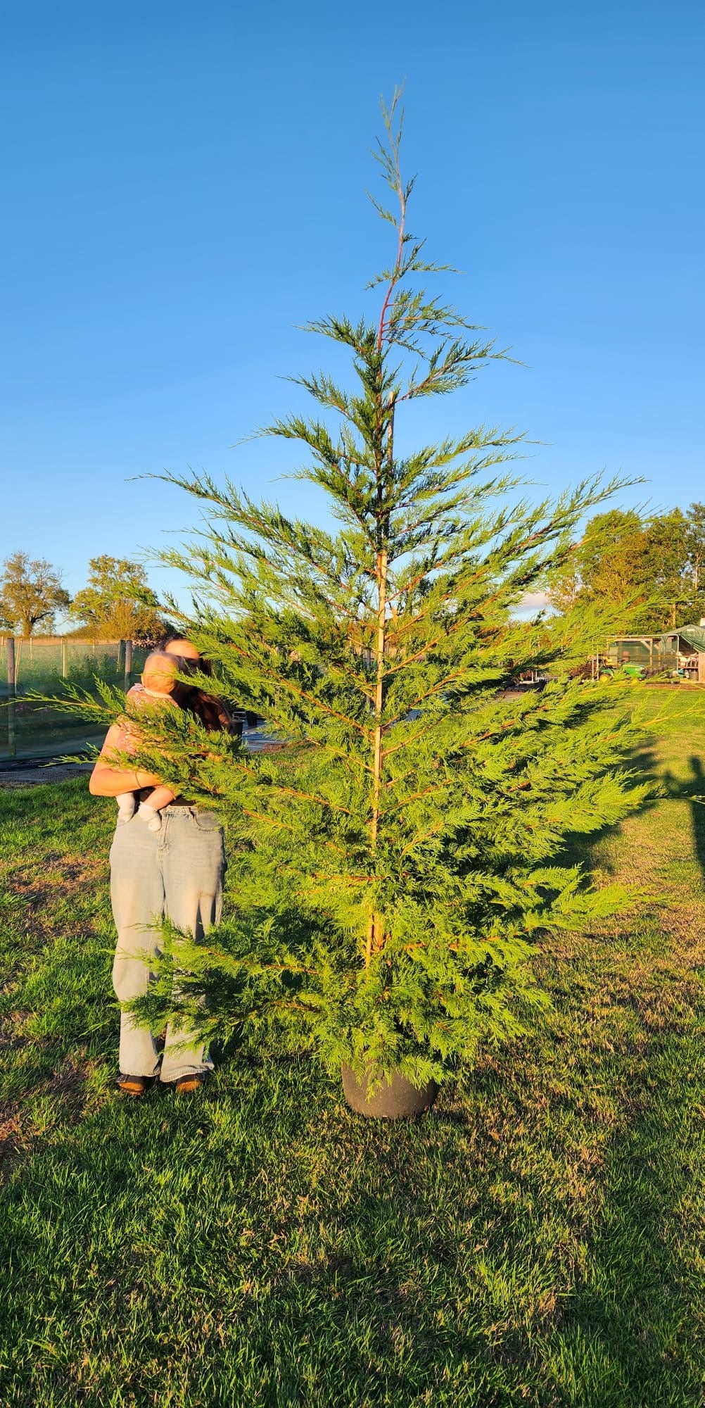 Leylandii Green (Cupressocyparis Leylandii) 250-300cm 35lt - Extra Wide