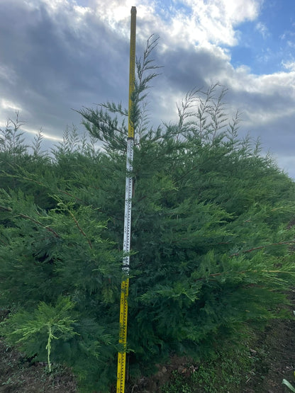 Leylandii Green (Cupressocyparis Leylandii) 250-300cm Rootball