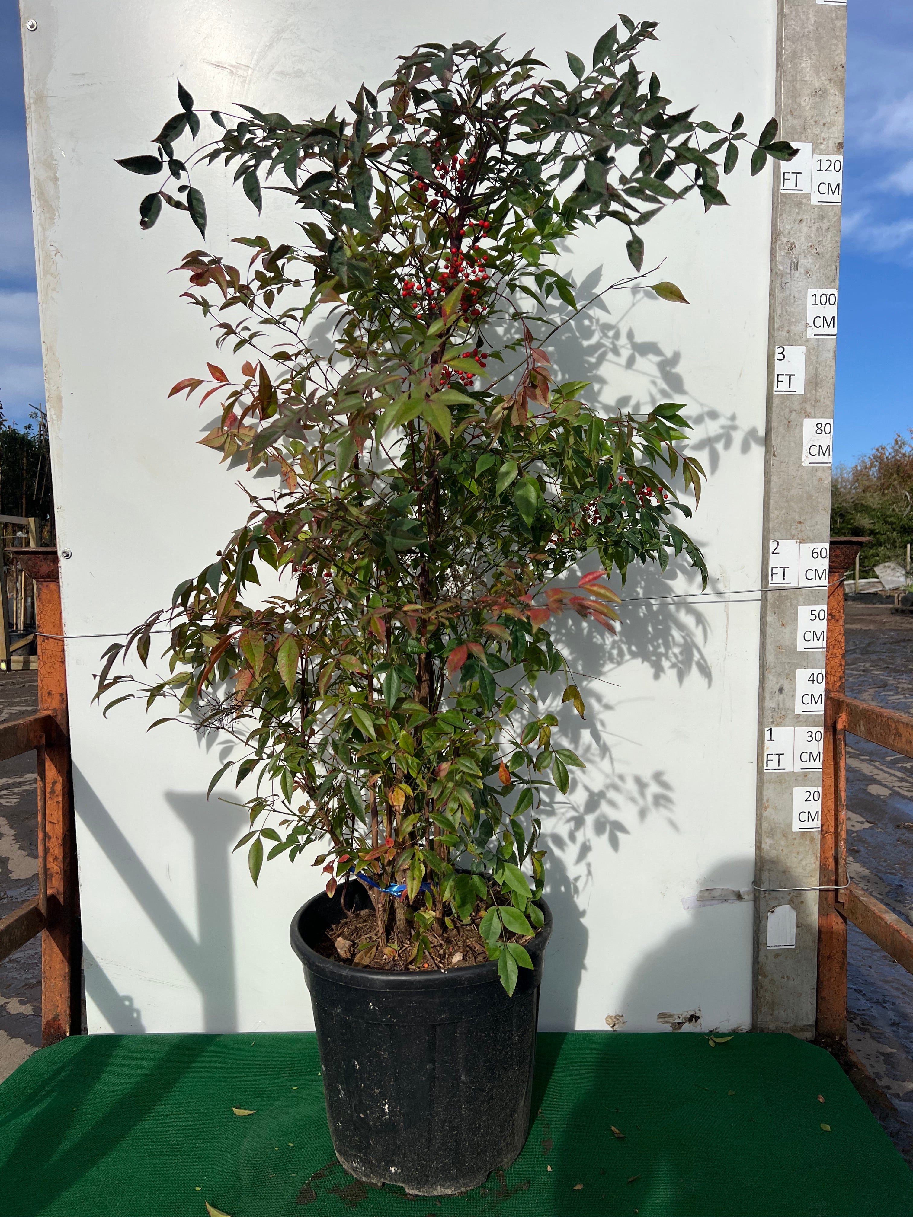 Nandina Domestica 100-120cm