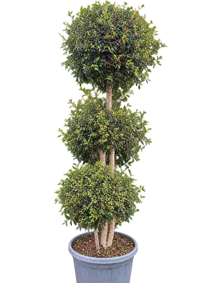 Privet (Ligustrum Jonandrum) 3 Ball 180cm Tall