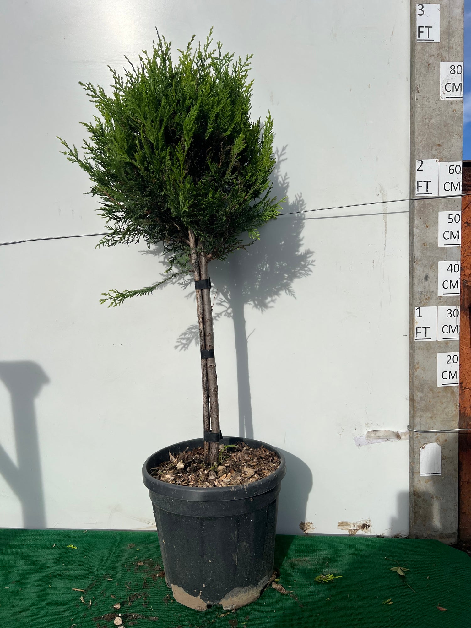 Golden Leylandii Ball on Stem 100cm