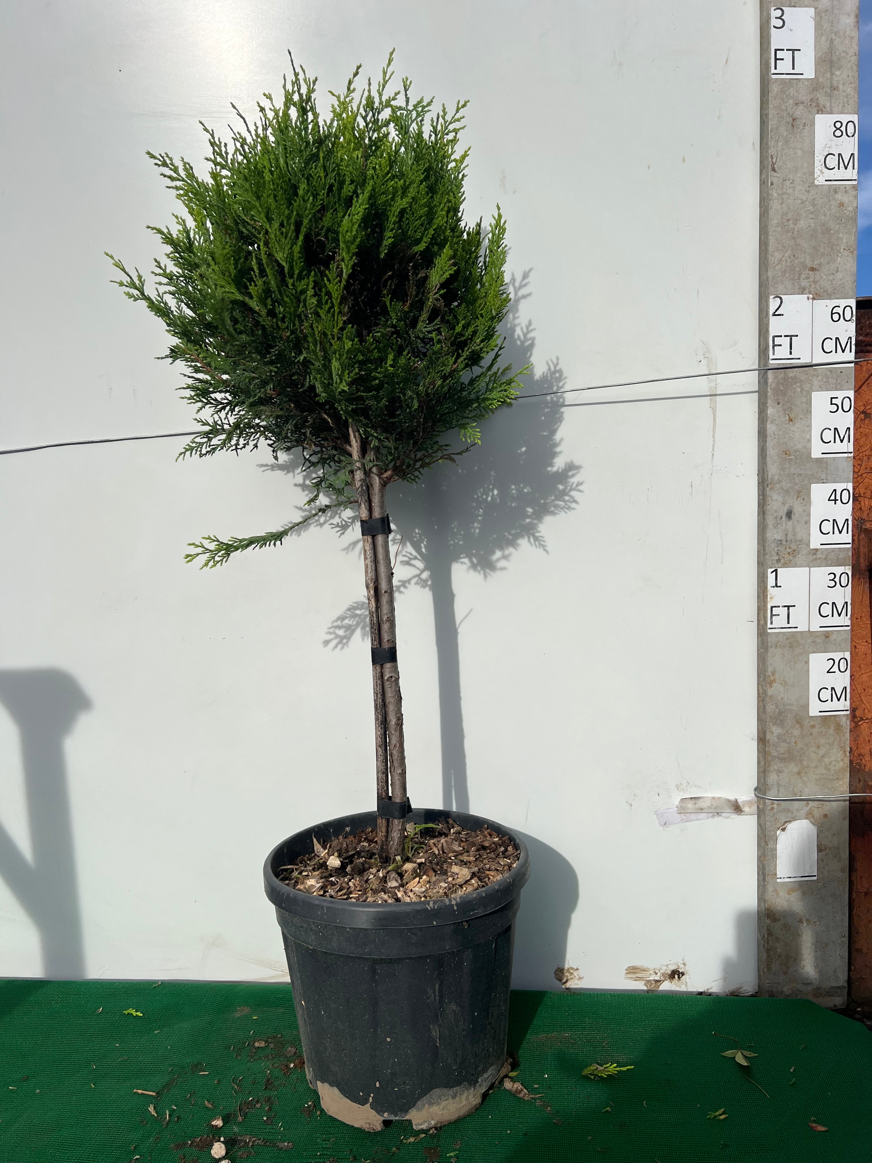 Golden Leylandii Ball on Stem 100cm
