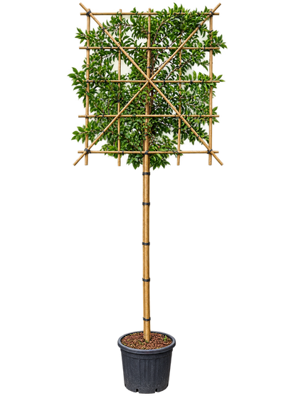 Prunus Lusitanica Pleached 180cm Stem, 120x120cm Head, 8-10cm Girth