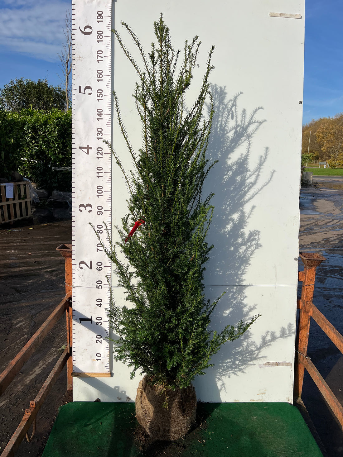 English Yew (Taxus Baccata) Rootball 150-180cm - Ready to Plant Now