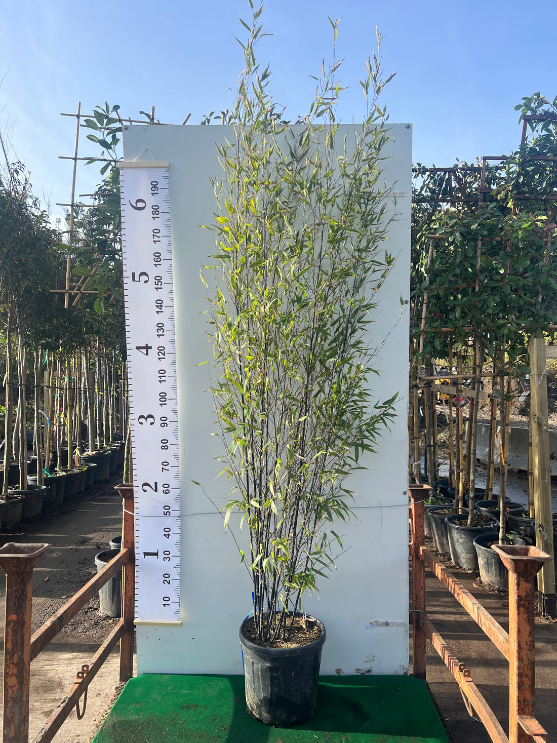 Black Bamboo (Phyllostachys Nigra)