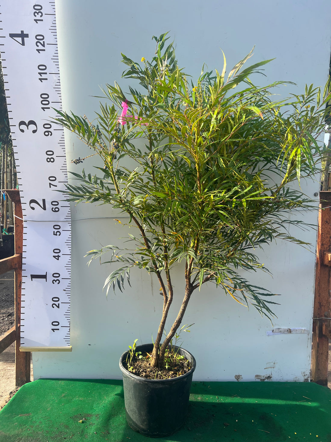 Mahonia Soft Caress 100-120cm