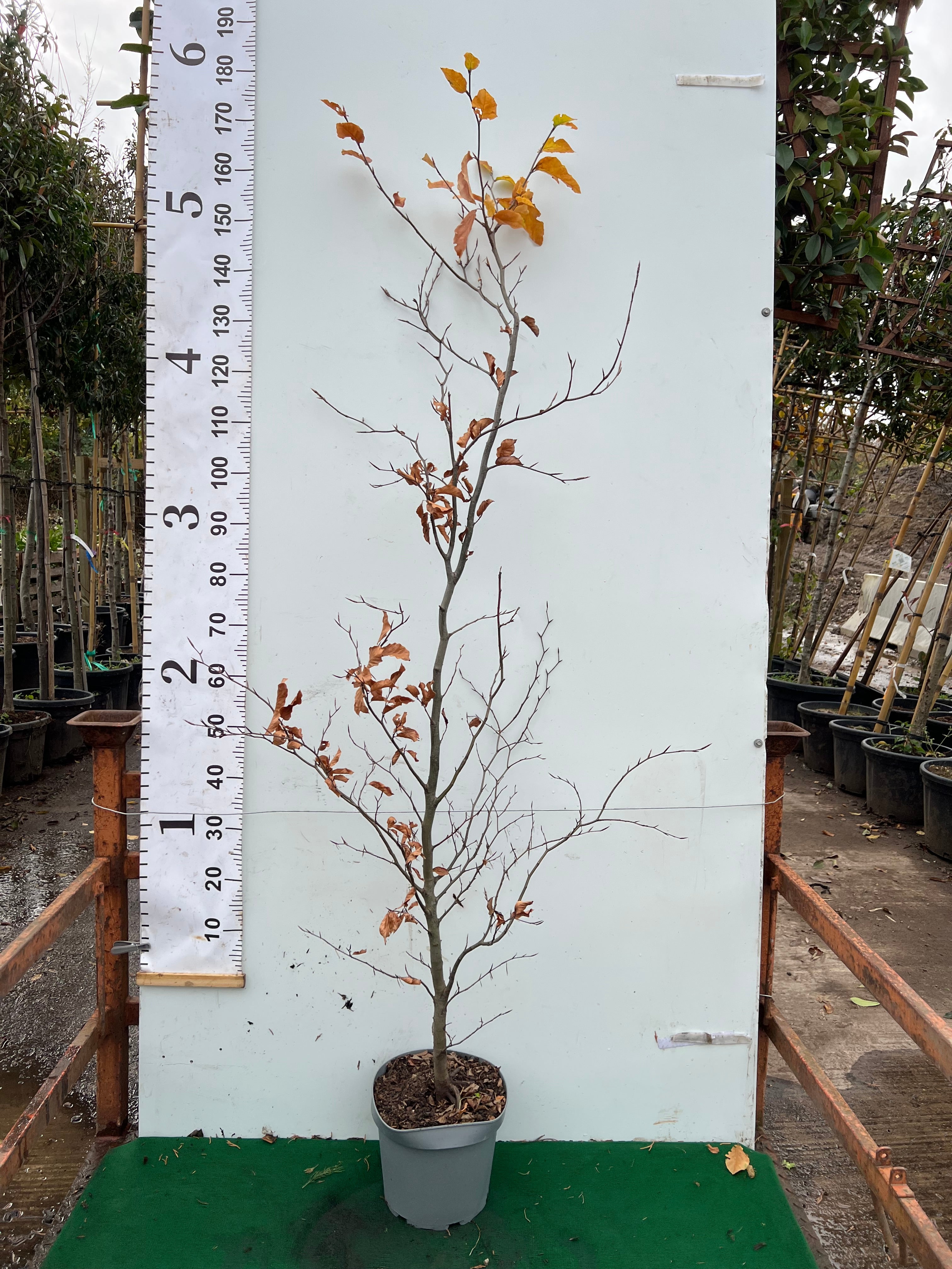 Beech (Fagus Sylvatica) 175-200cm