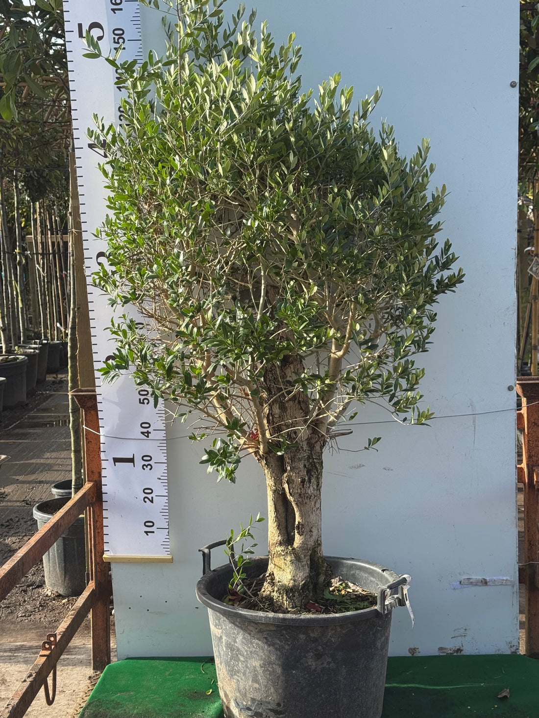 Olive Tree (Olea Europea) 150cm / 20-25cm girth