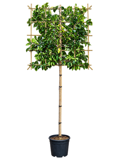 Prunus Lusitanica Pleached 1.2m Stem, 1.2 x 1.2m Frame, 8-10cm Girth