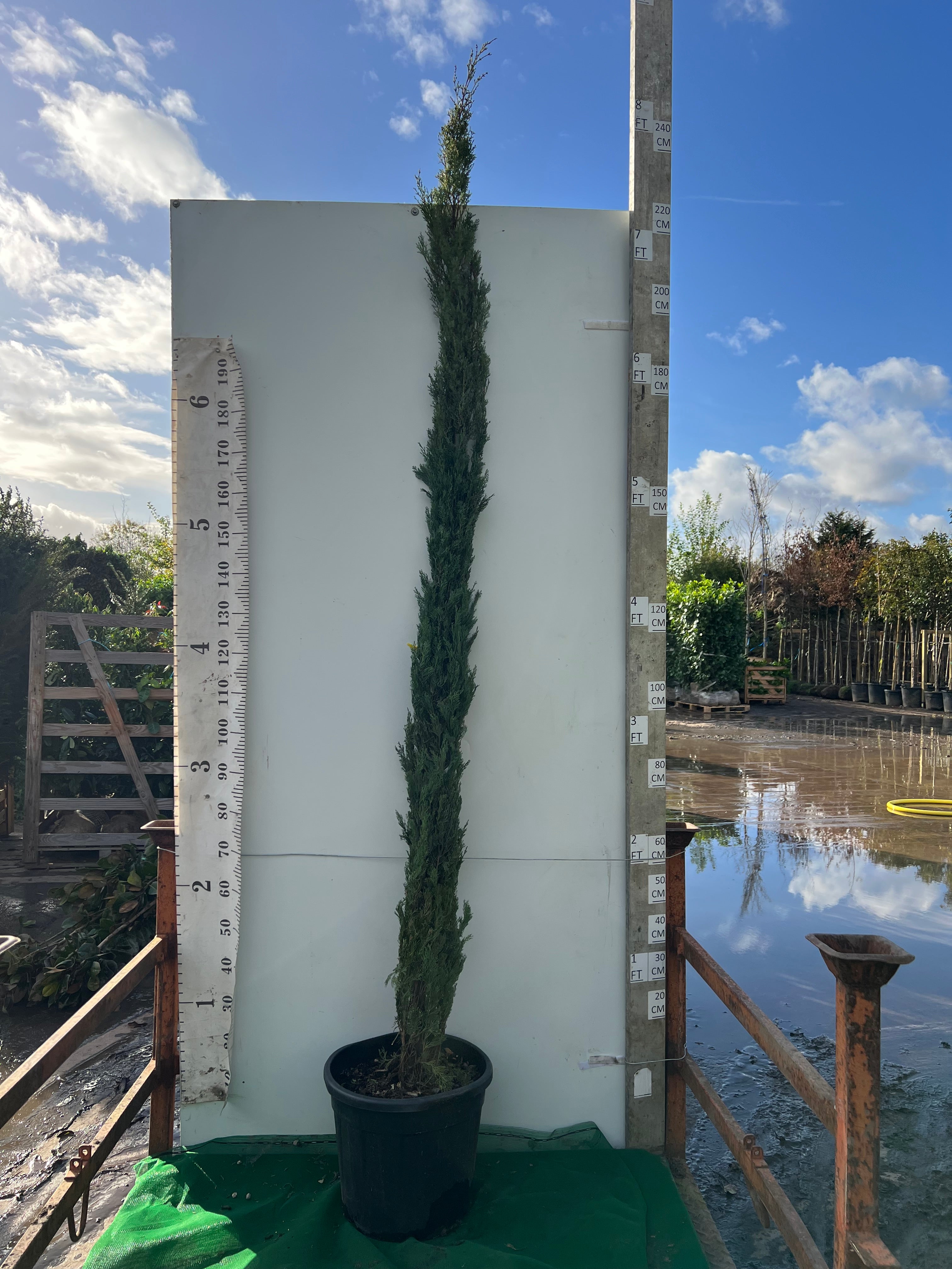 Italian Cypress Tree (Cupressus Semp. Pyramidalis) 250-275cm