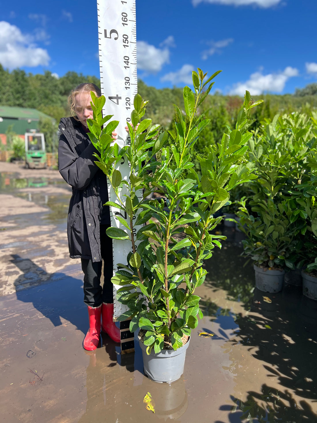 20X Cherry Laurel (Prunus Laur. Rotundifolia) 10 litre 140-150cm - PALLET DEAL