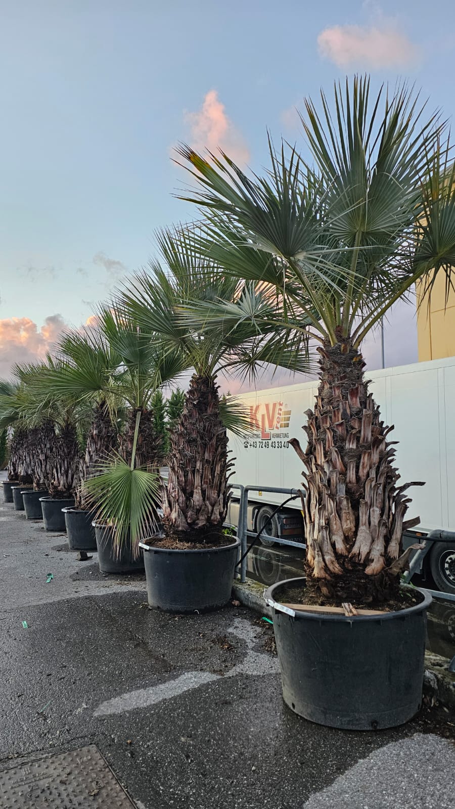 Brahea Armata  TRUNK HEIGHT 150/175 TOTAL HEIGHT 200/250CM