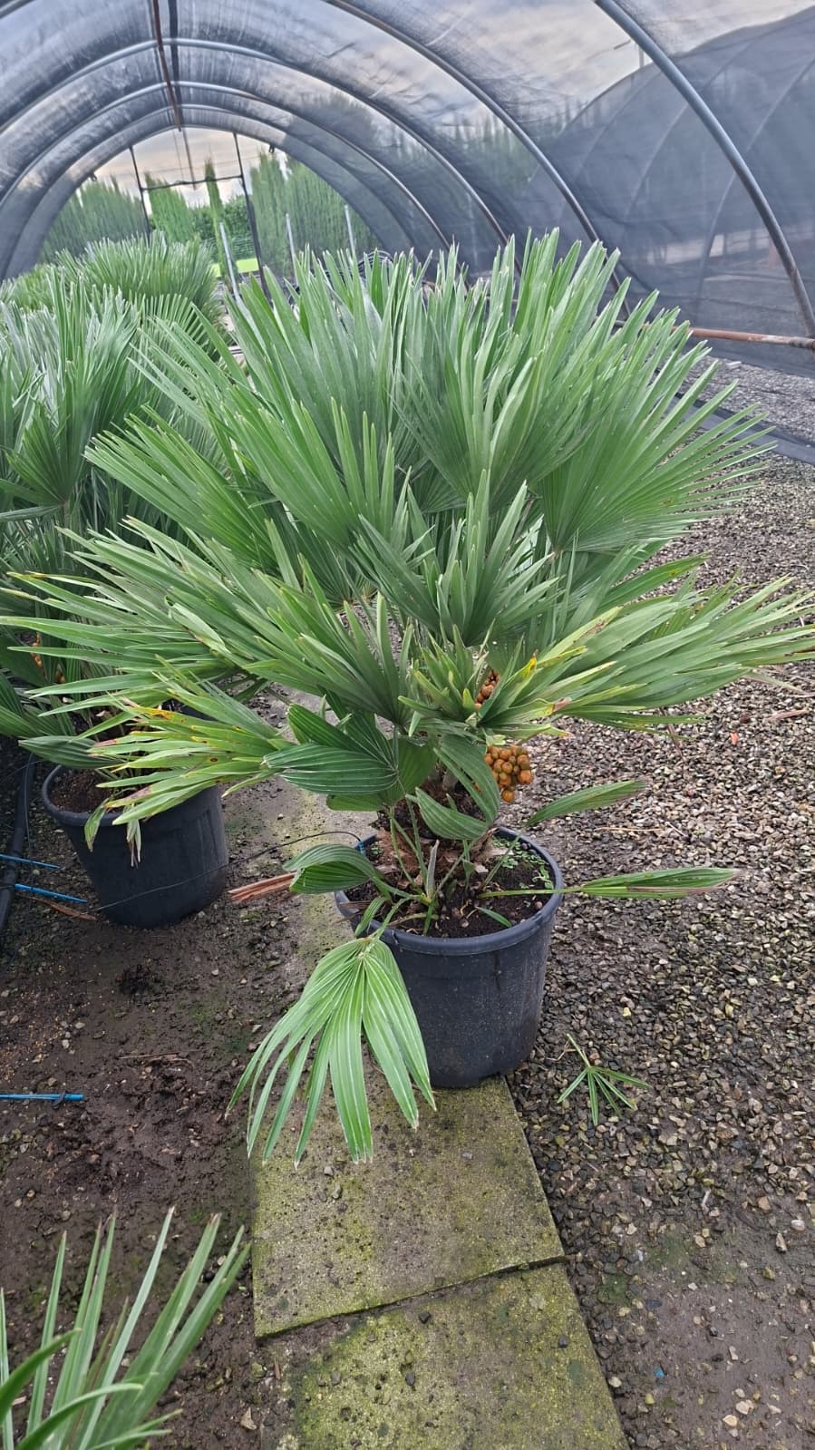 Chamaerops Humilis Compacta 40-60cm