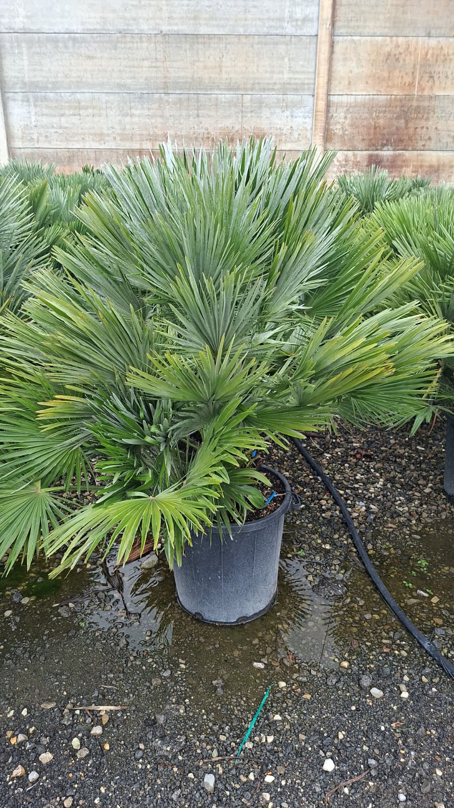 Chamaerops Humilis Compacta 50L 80-100cm - Hardy Dwarf Fan Palm