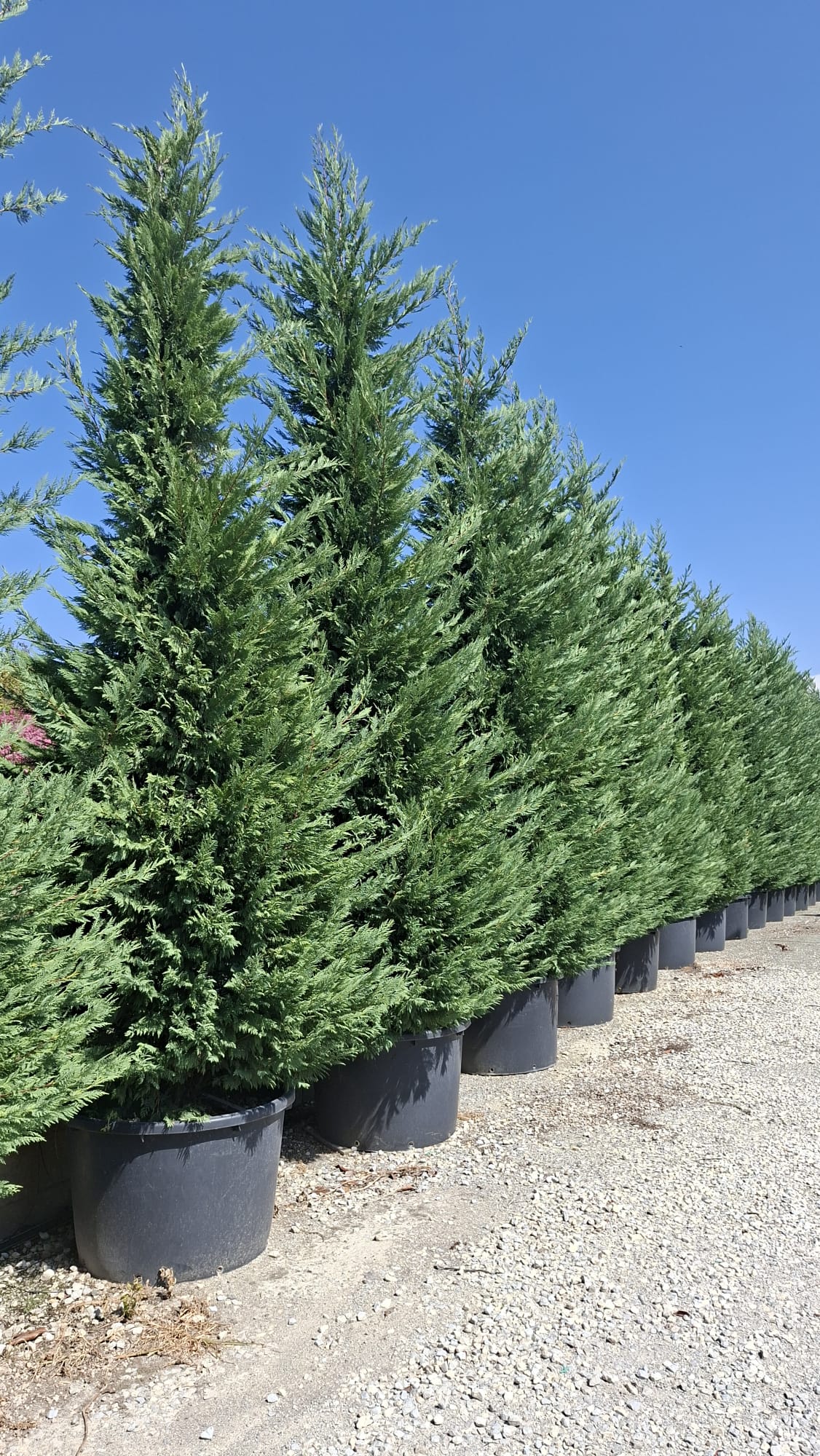 Leylandii Green (Cupressocyparis Leylandii) 550-600CM 18-19FEET  285 LITRE POT