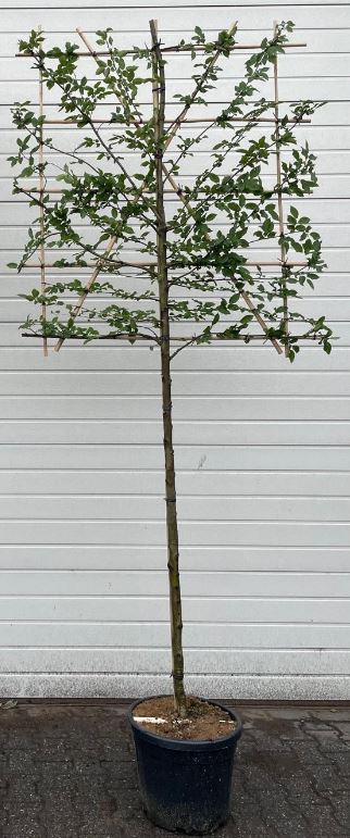 Hornbeam (Carpinus Betulus) Pleached 150cm Stem, 140x120cm Head, 10-12cm Girth - Premium Quality