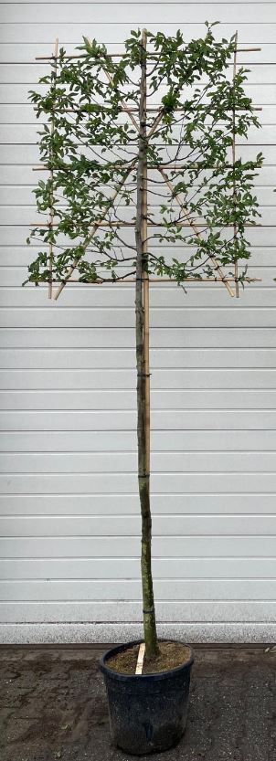 Hornbeam (Carpinus Betulus) Pleached 180cm Stem, 140x120cm Head, 8-10cm Girth - Premium Quality