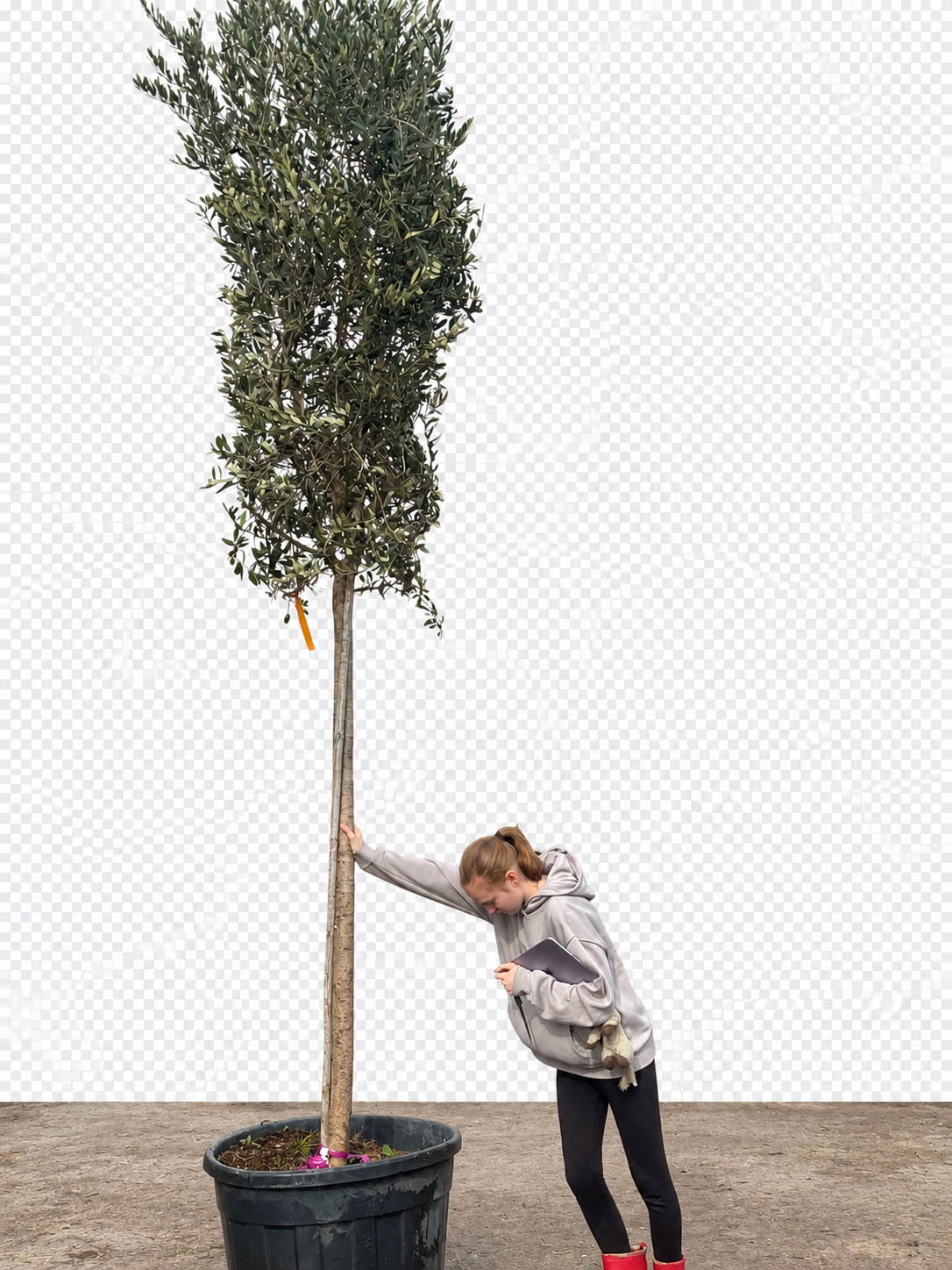 Olive Tree 3 meters high including pot height - 18-20CM GIRTH