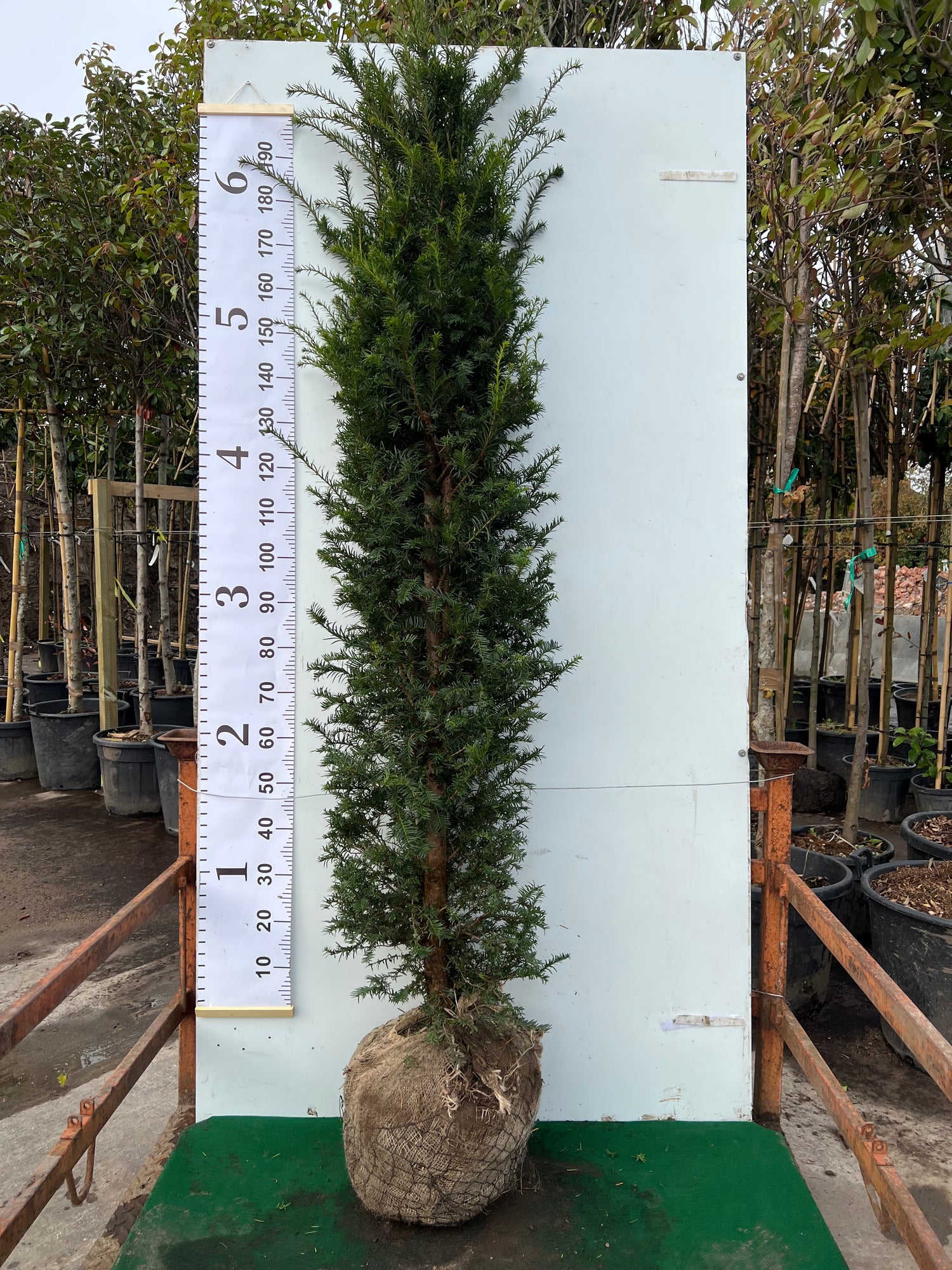 English Yew (Taxus Baccata) Rootball - Ready to Plant Now