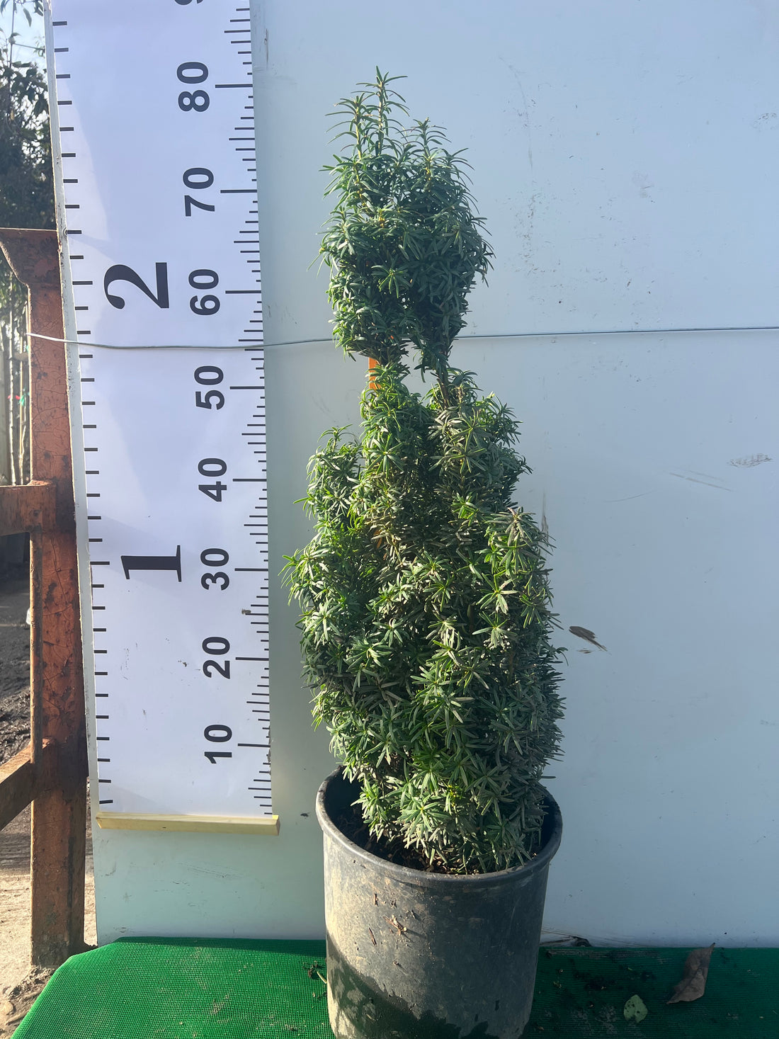 Taxus David 60cm