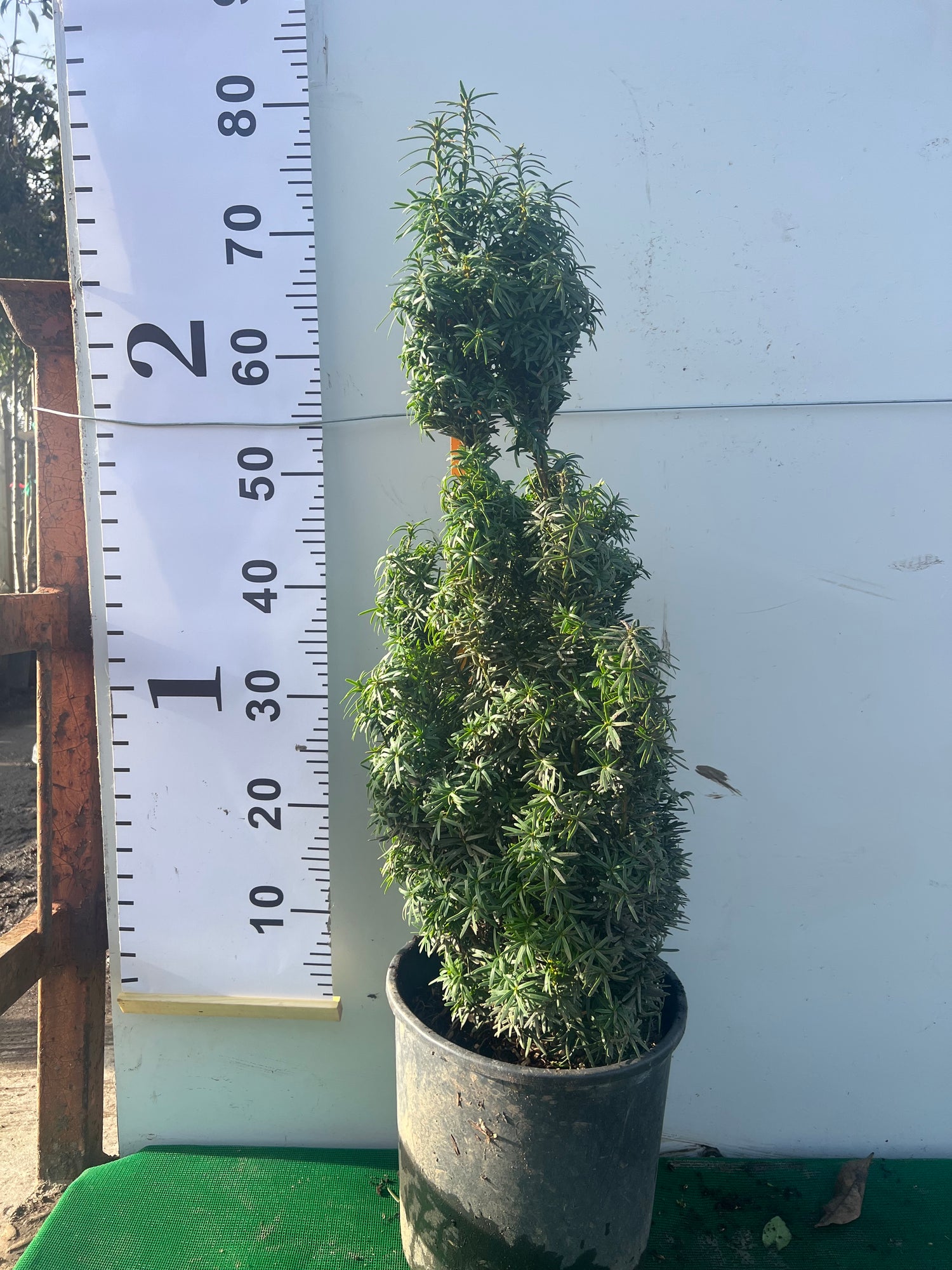 Taxus David 60cm
