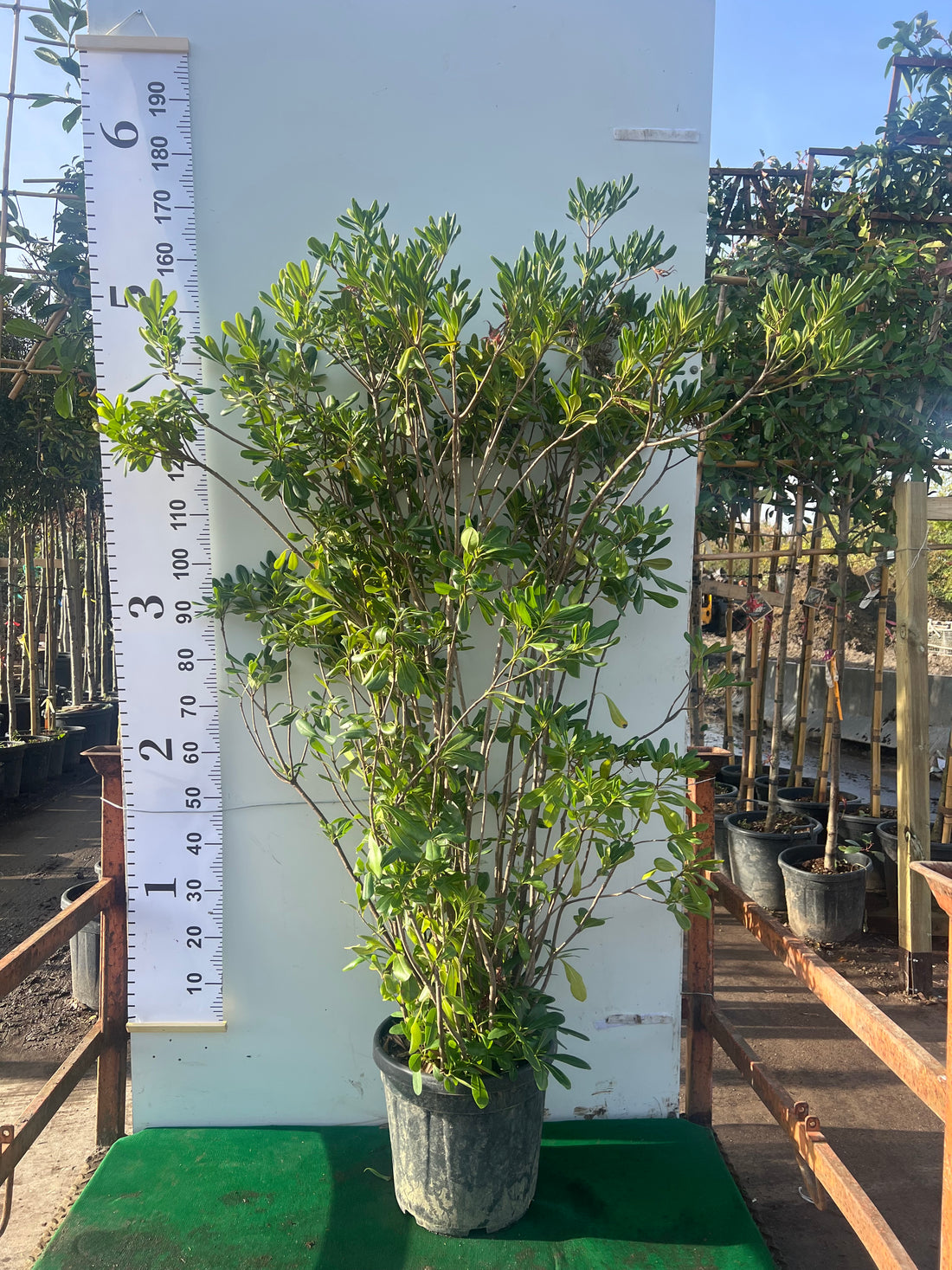 Pittosporum Tobira 120-150cm