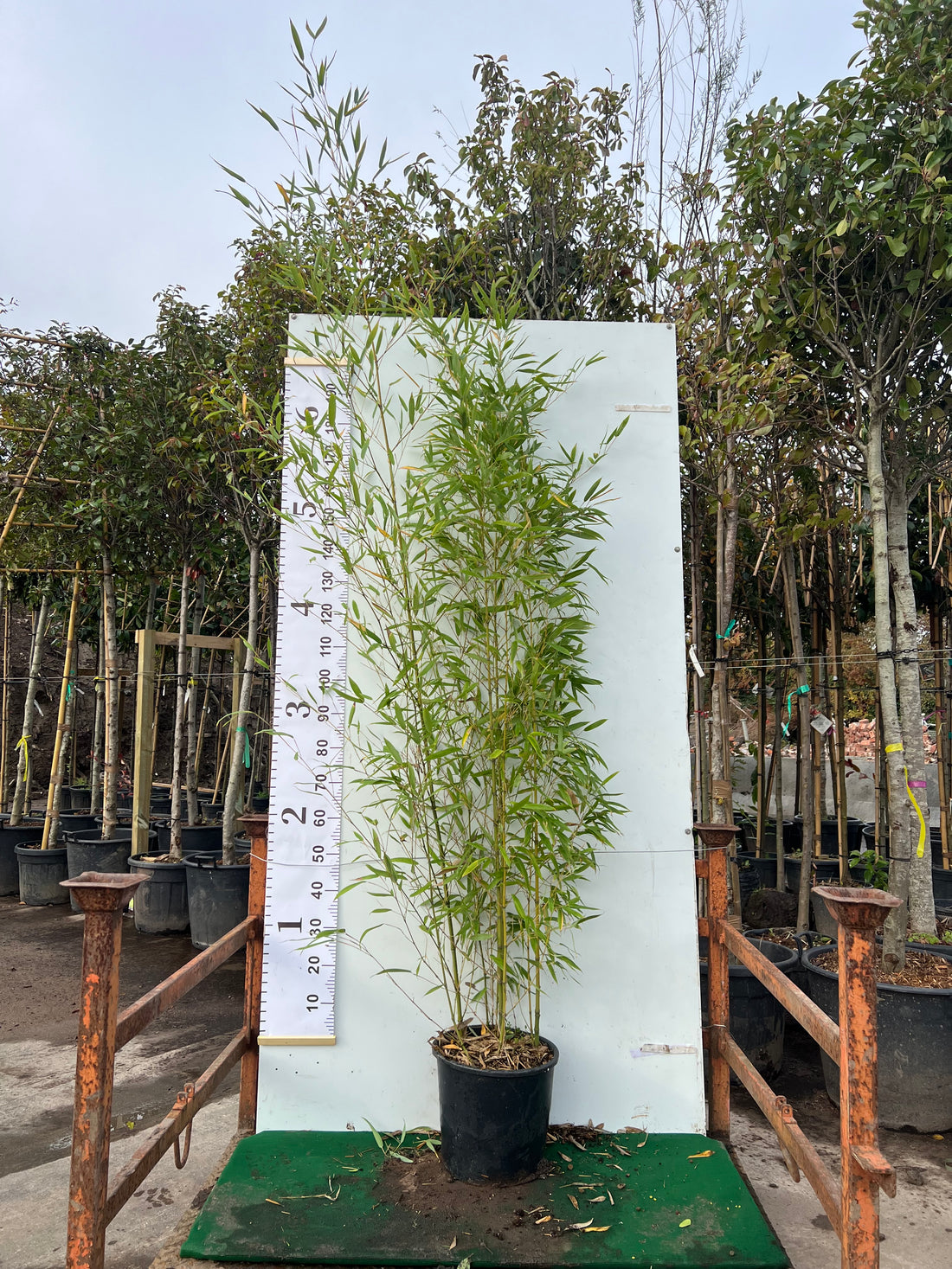 Phyllostachys Aurea (Golden Bamboo) 150-180cm