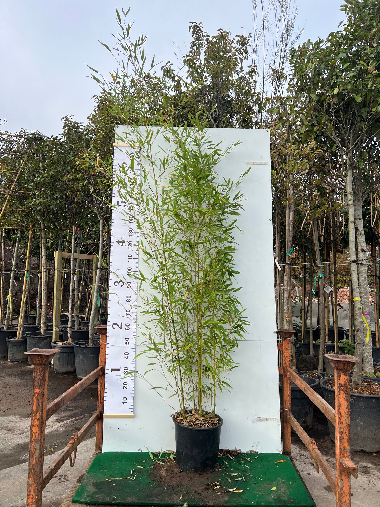 Phyllostachys Aurea (Golden Bamboo)