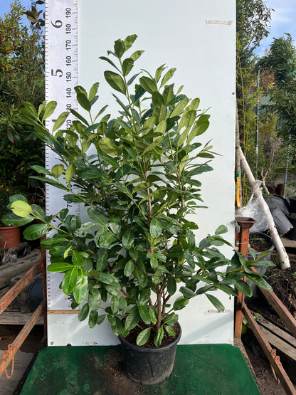 Cherry Laurel (Prunus Laur. Rotundifolia) 120-150cm Potted Large 20lt