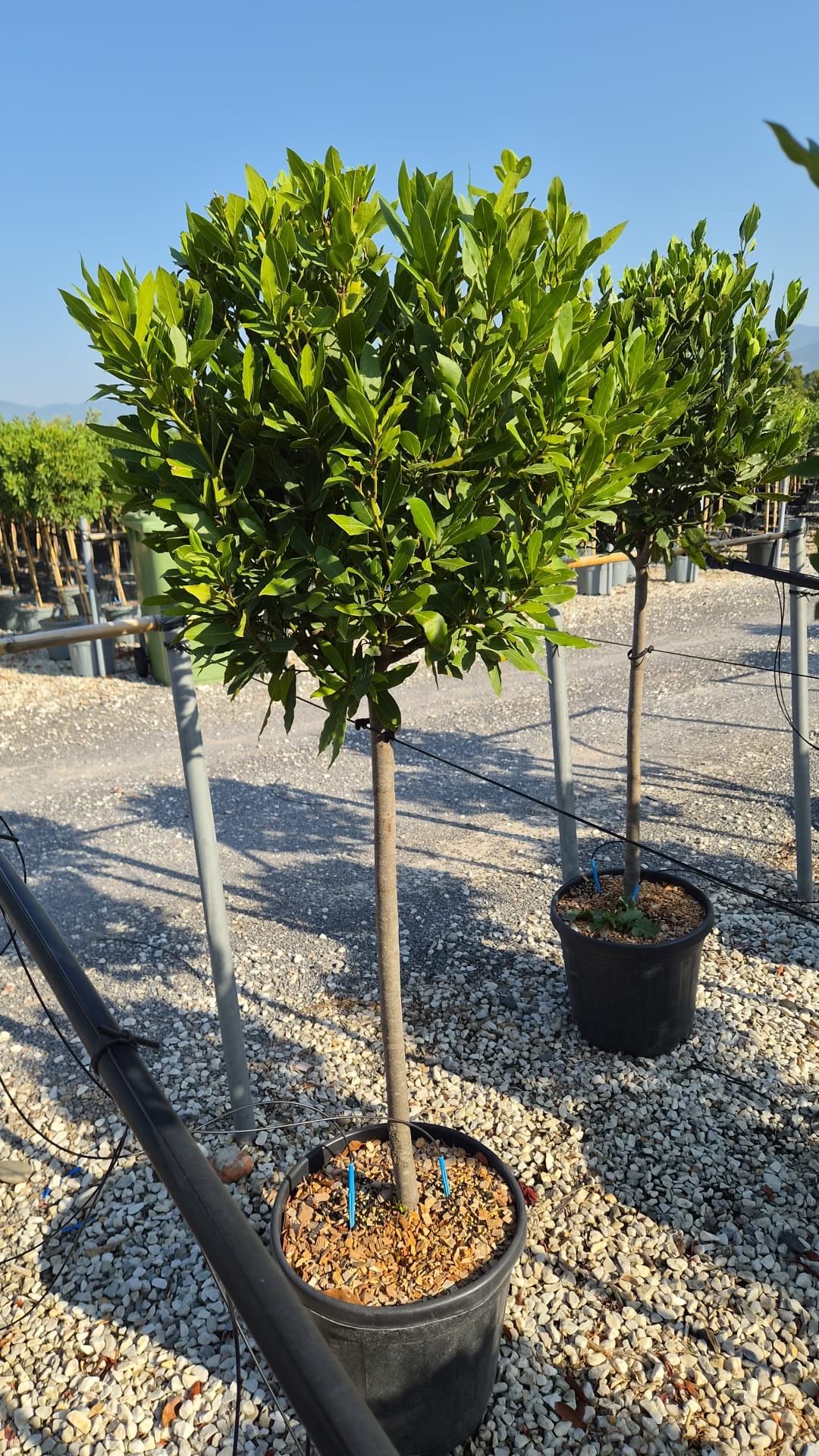 Bay Tree (Laurus Nobilis) 1/2 Std | 90cm Stem, 10/12cm Girth | 40-50cm Head