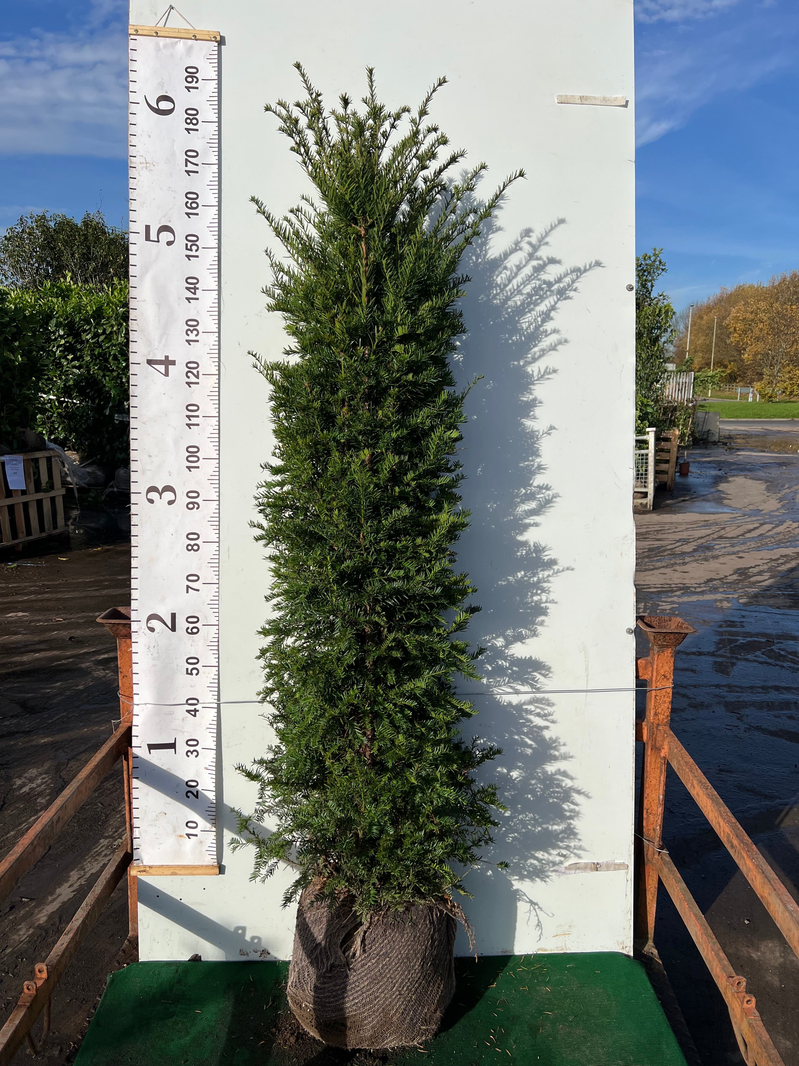 English Yew (Taxus Baccata) Rootball 180-200cm - Premium Instant Hedging