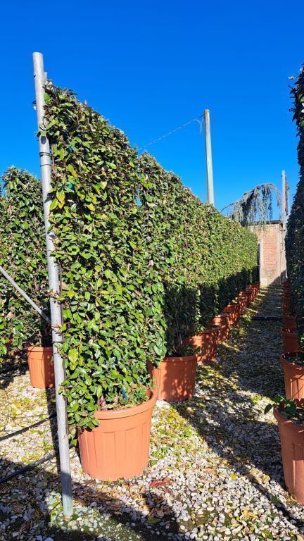 Elaeagnus Ebbingei Screening Panel 180cm Tall x 120cm Wide